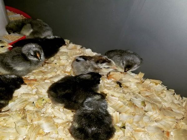 Early spring hatch of baby chickens