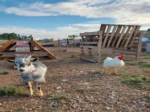 Goat boy and Ronald McDonald Cornish Chicken.