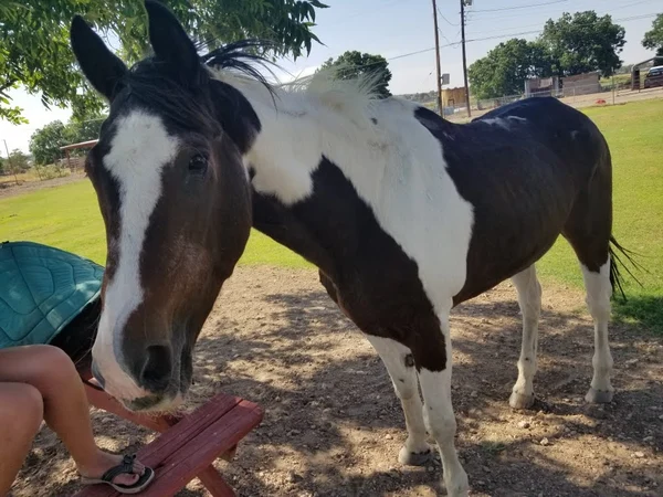 Meet Sparkle our beautiful Mare