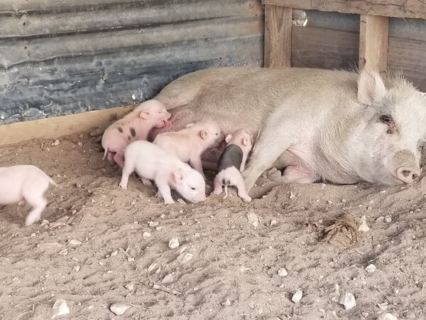 Baby Pigs Born April 18, 2024