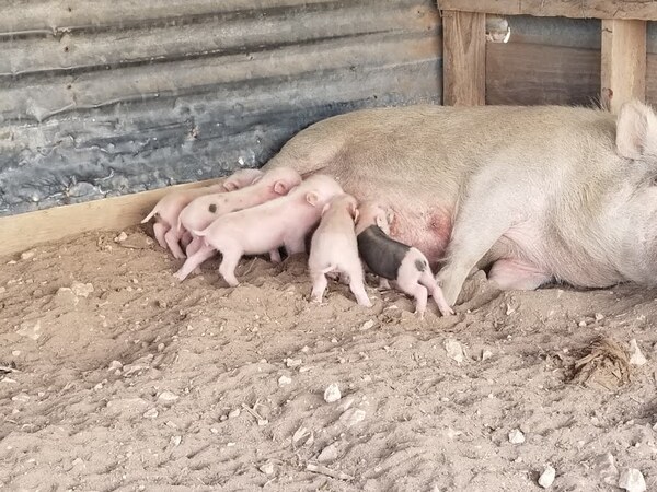 Momma feeding her new borns