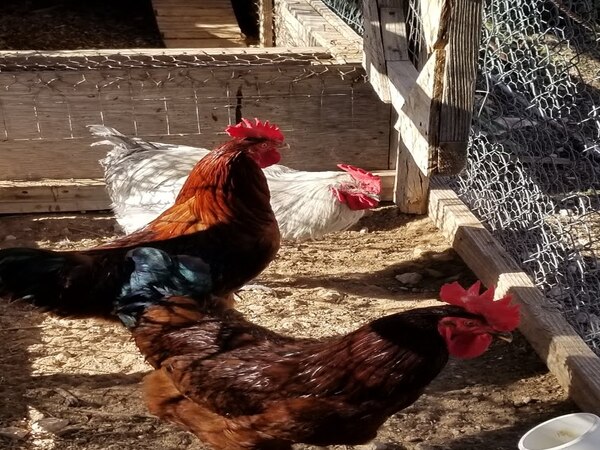 Roosters for Sale!!