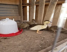 Young Ducks