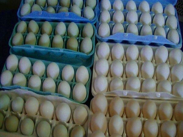 Chicken Eggs