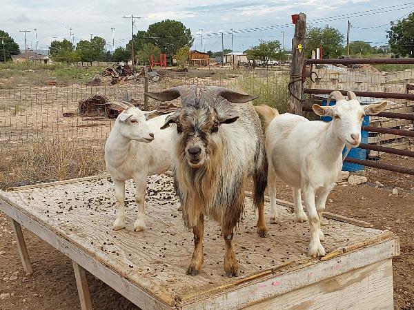 Nigerian Dwarf Goats