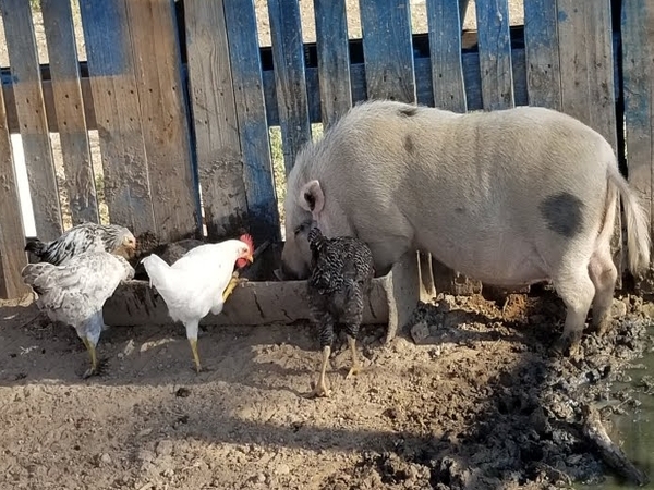 Proven Breeding Pair of Pot Belly Pigs