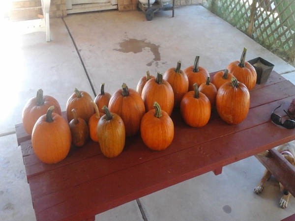 Pumpkins